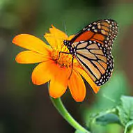 whatsapp dp flowers with butterfly
